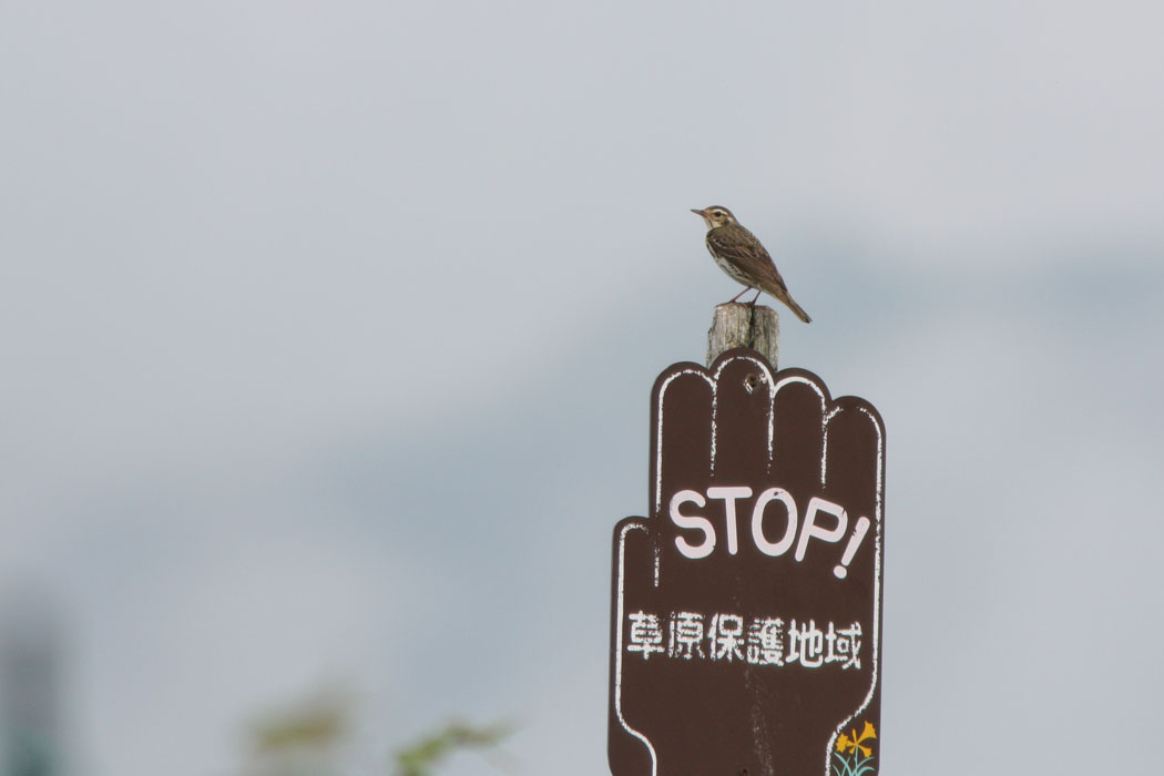 霧ヶ峰のホオアカとビンズイです 両方ともよくさえずっていました